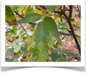 Fraxinus pennsylvanica, Green Ash