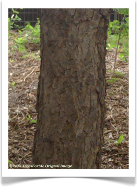 Gymnocladus dioicus, Kentucky Coffeetree, bark example