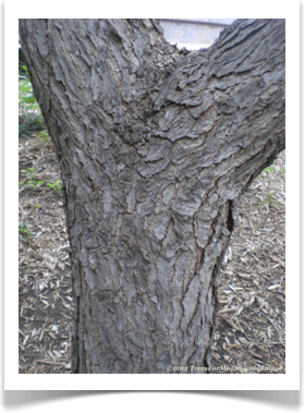 Gymnocladus dioicus, Kentucky Coffeetree, branching trunk