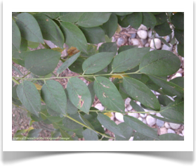 Gymnocladus dioicus, Kentucky Coffeetree, foliage