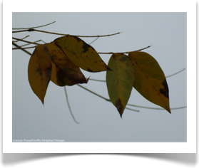 Gymnocladus dioicus, Kentucky Coffeetree, fall color