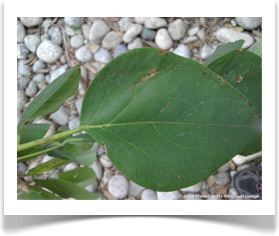 Gymnocladus dioicus, Kentucky Coffeetree, leaf