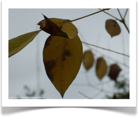 Gymnocladus dioicus, Kentucky Coffeetree, fall colors
