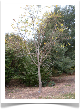 Gymnocladus dioicus, Kentucky Coffeetree, young tree