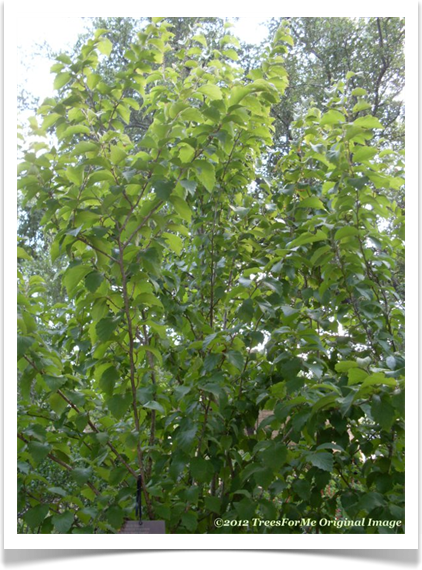 Hamamelis virginiana, American Witchhazel, tree