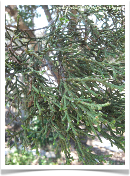 juniperus_ashei_foliage600x800