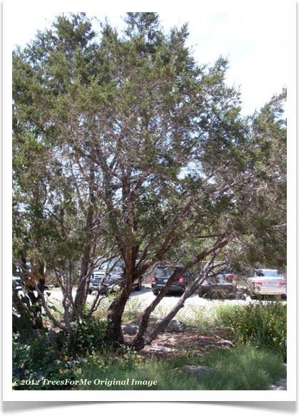 juniperus_ashei_tree580x800