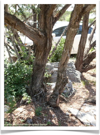 juniperus_ashei_trunk_base600x800