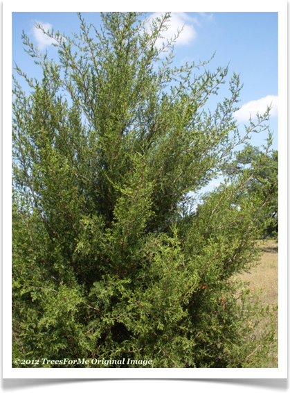 juniperus_virginiana_branches600x800
