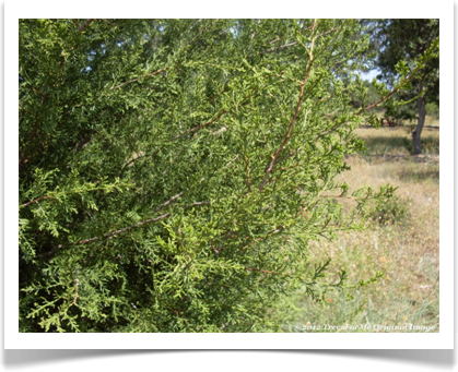 juniperus_virginiana_branches800x800