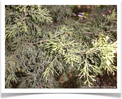 juniperus_virginiana_eastern_redcedar_foliage800x600