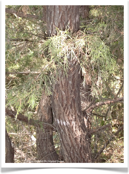 juniperus_virginiana_eastern_redcedar_trunk800x600