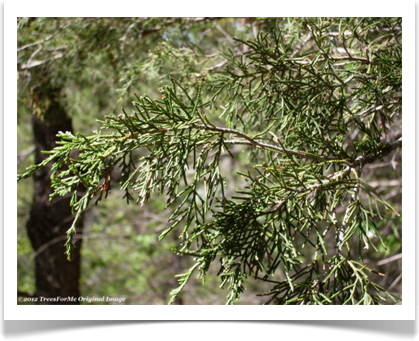 juniperus_virginiana_foliage800x600