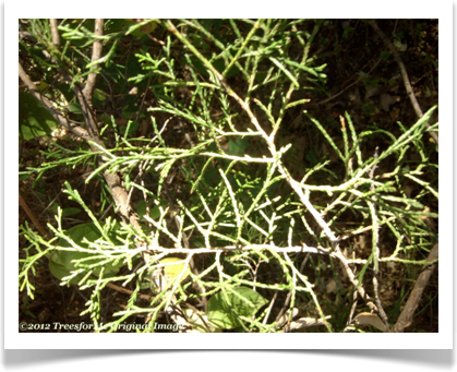 juniperus_virginiana_foliage_scales600x800