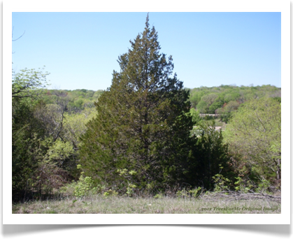 juniperus_virginiana_hill_top800x600