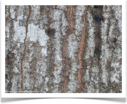 Laurel Oak, Quercus laurifolia, back up close