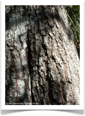 Laurel Oak, Quercus laurifolia, mature bark