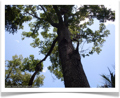 Laurel Oak, Quercus laurifolia, crown