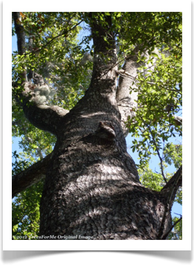 Laurel Oak, Quercus laurifolia, up into the canopy
