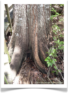 Laurel Oak, Quercus laurifolia