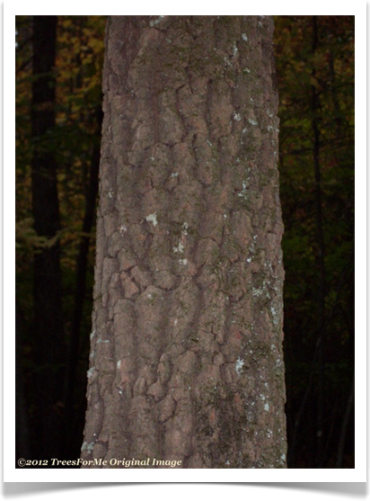 Sourwood, Oxydendron arboreum, bark