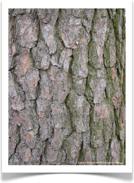 Loblolly pine, Pinus taeda, bark