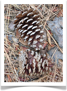 Loblolly pine, Pinus taeda, cones