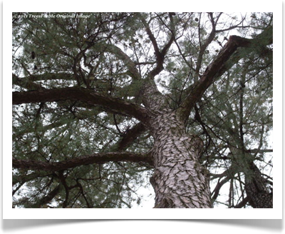 Loblolly pine, Pinus taeda, crown