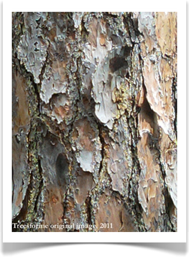 Longleaf pine bark, Pinus palustris