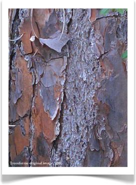 Longleaf pine bark, Pinus palustris