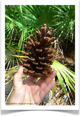 Longleaf pine cone, Pinus palustris