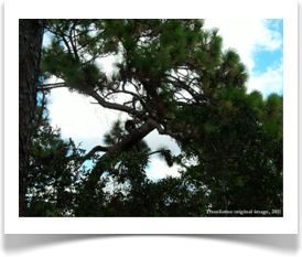 Longleaf pine tree, Pinus palustris