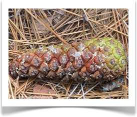 Immature Longleaf pine cone