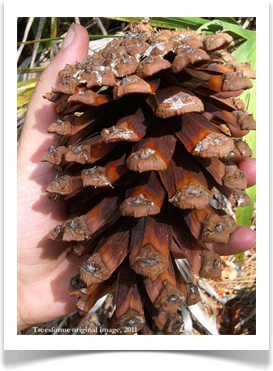 Mature Longleaf pine cone, Pinus palustris