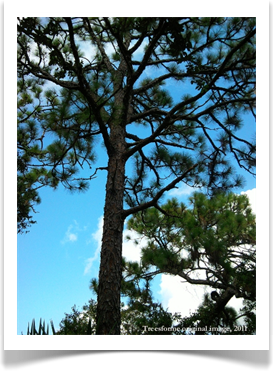 Longleaf pine cone, Pinus palustris