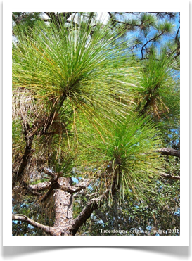 Longleaf pine needles, Pinus palustris