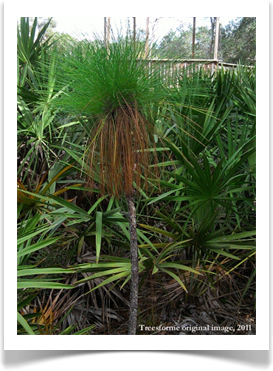 Longleaf pine sapling, Pinus palustris