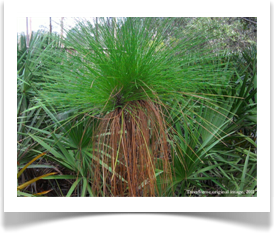 Longleaf pine sapling crown, Pinus palustris