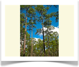Longleaf pine, Pinus palustris, full grown stand