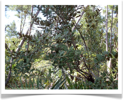 Rusty lyonia, Lyonia ferruginea, branch structure