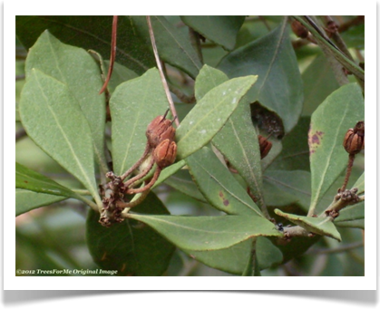 Rusty lyonia, Lyonia ferruginea, dried buds