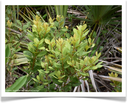 Rusty lyonia, Lyonia ferruginea, young plant in shrub form