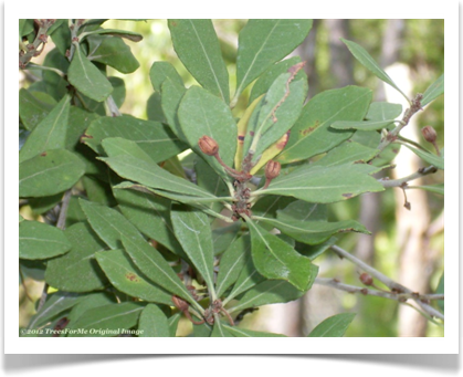 Rusty lyonia, Lyonia ferruginea, foliage