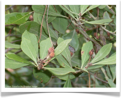 Rusty lyonia, Lyonia ferruginea, foliage