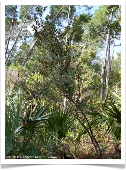 Rusty lyonia, Lyonia ferruginea, tree form in scrub forest