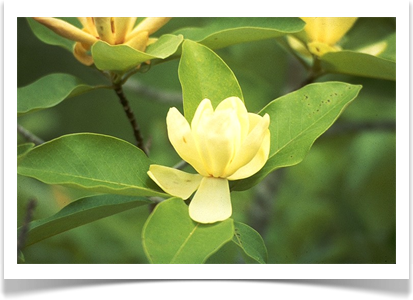 magnolia_virginiana_flower_pdb