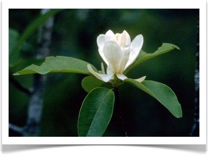 magnolia_virginiana_sweetbay_flower_pdb