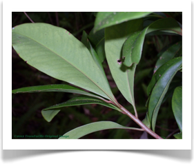 Ardisia escallonoides, Island Marlberry, leaf undersides