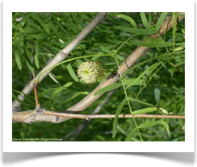 Prosopis glandulosa var. glandulosa, Honey Mesquite, twigs and flowers