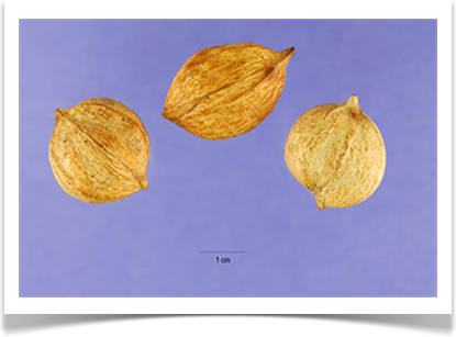 Mockernut Hickory, Carya alba, seeds